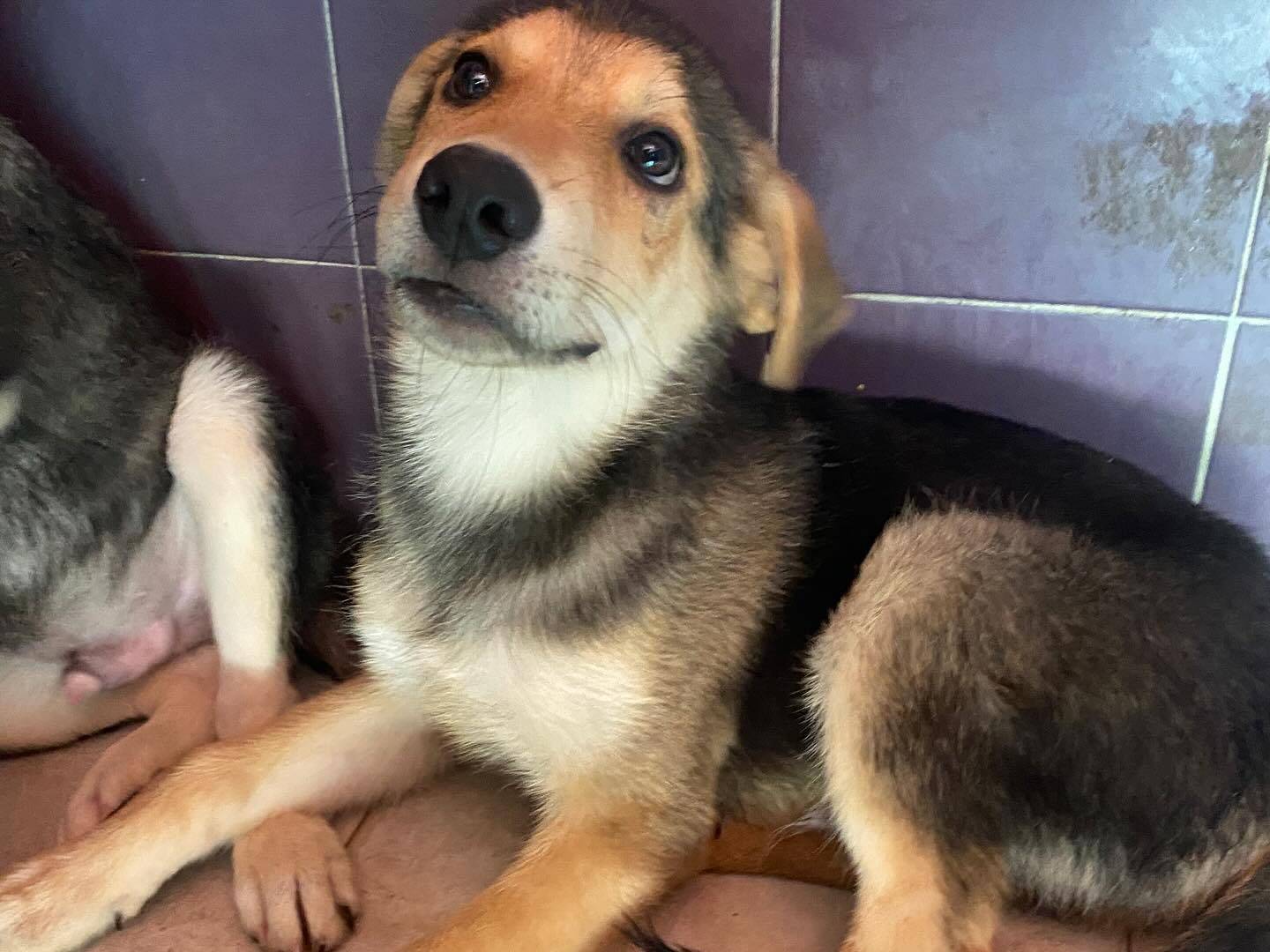 Adotta il cane Wild a Latina