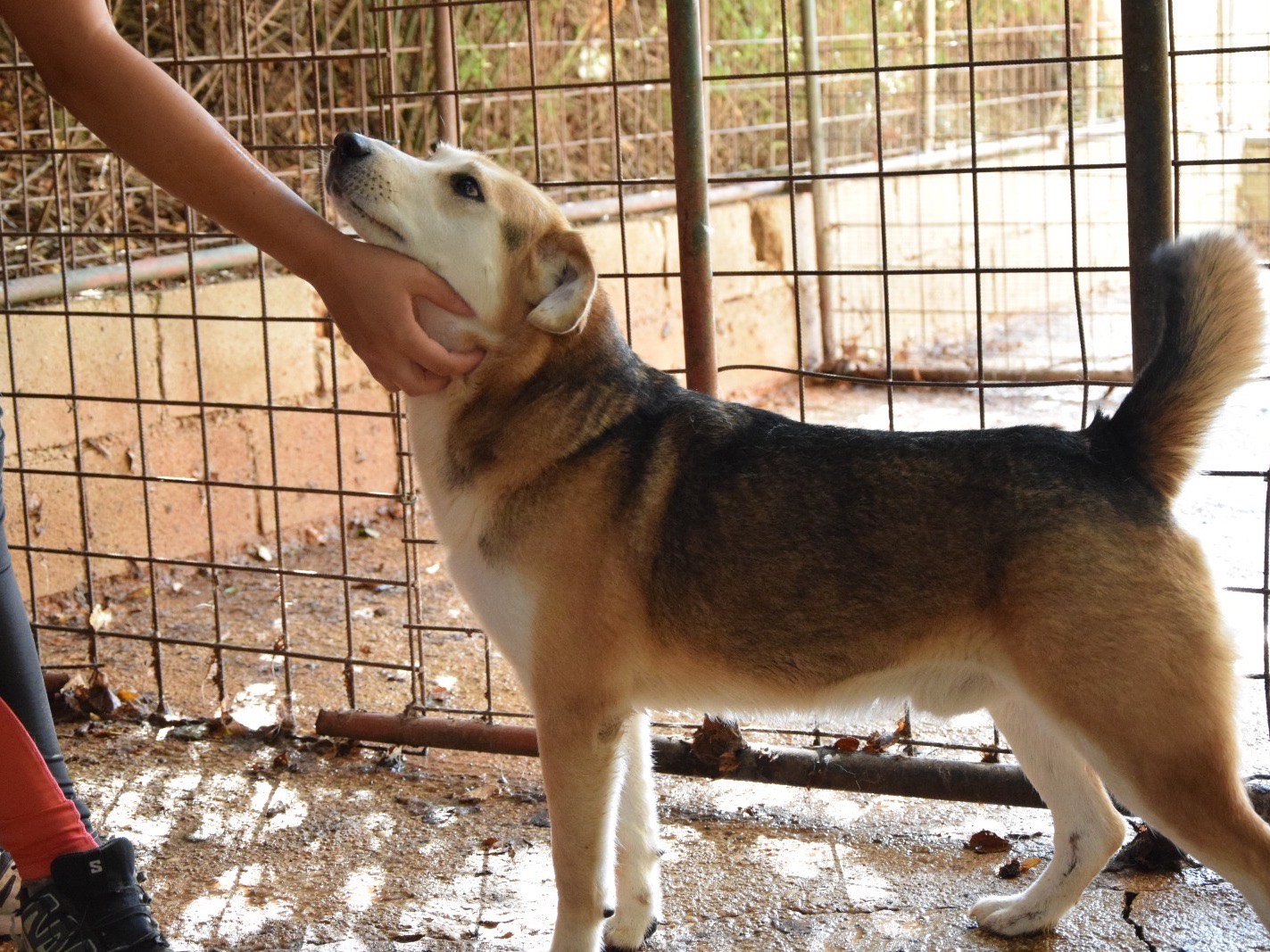 Vuoi adottare un cane a Pescara?