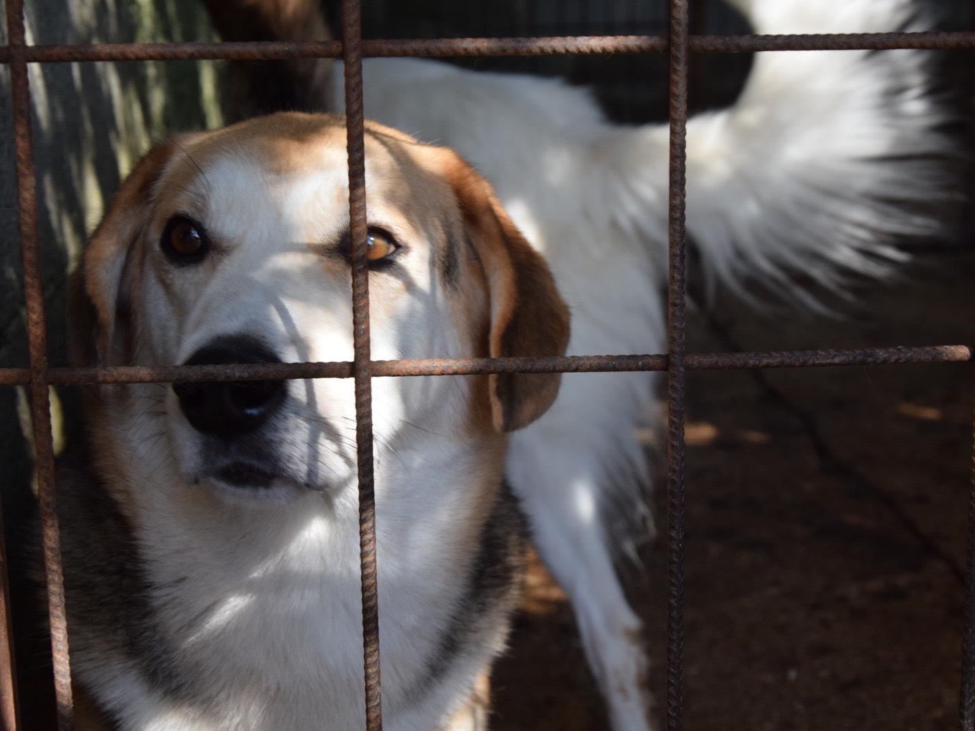 Adozione cane, maschio, Razza sconosciuta Razza sconosciuta, 3 anni, taglia media, Pescara