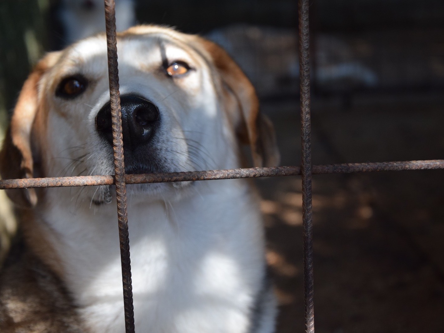 Adotta un cane, maschio, 3 anni, Pescara