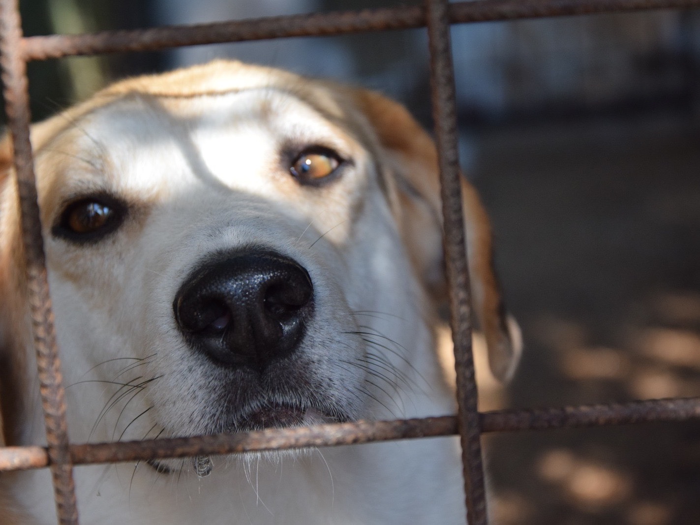 Adotta un cane, taglia media, maschio, Pescara