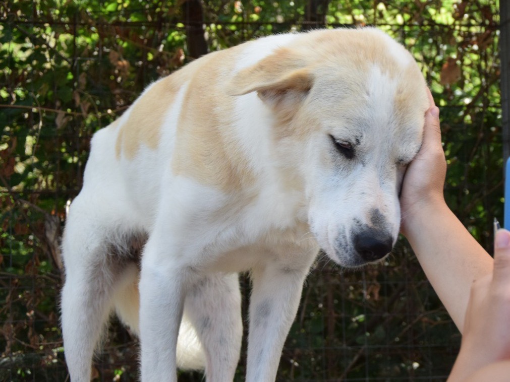 Adozione cane, femmina, Razza sconosciuta Razza sconosciuta, 5 anni e 6 mesi, taglia media, Pescara