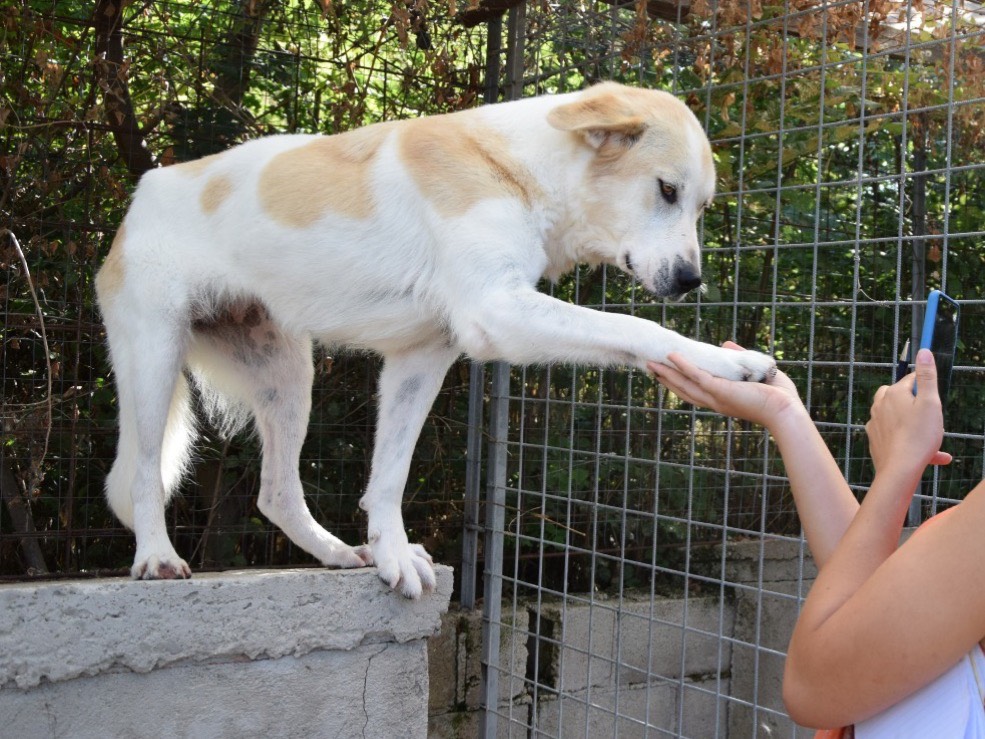 Adotta un cane, femmina, 5 anni e 6 mesi, Pescara