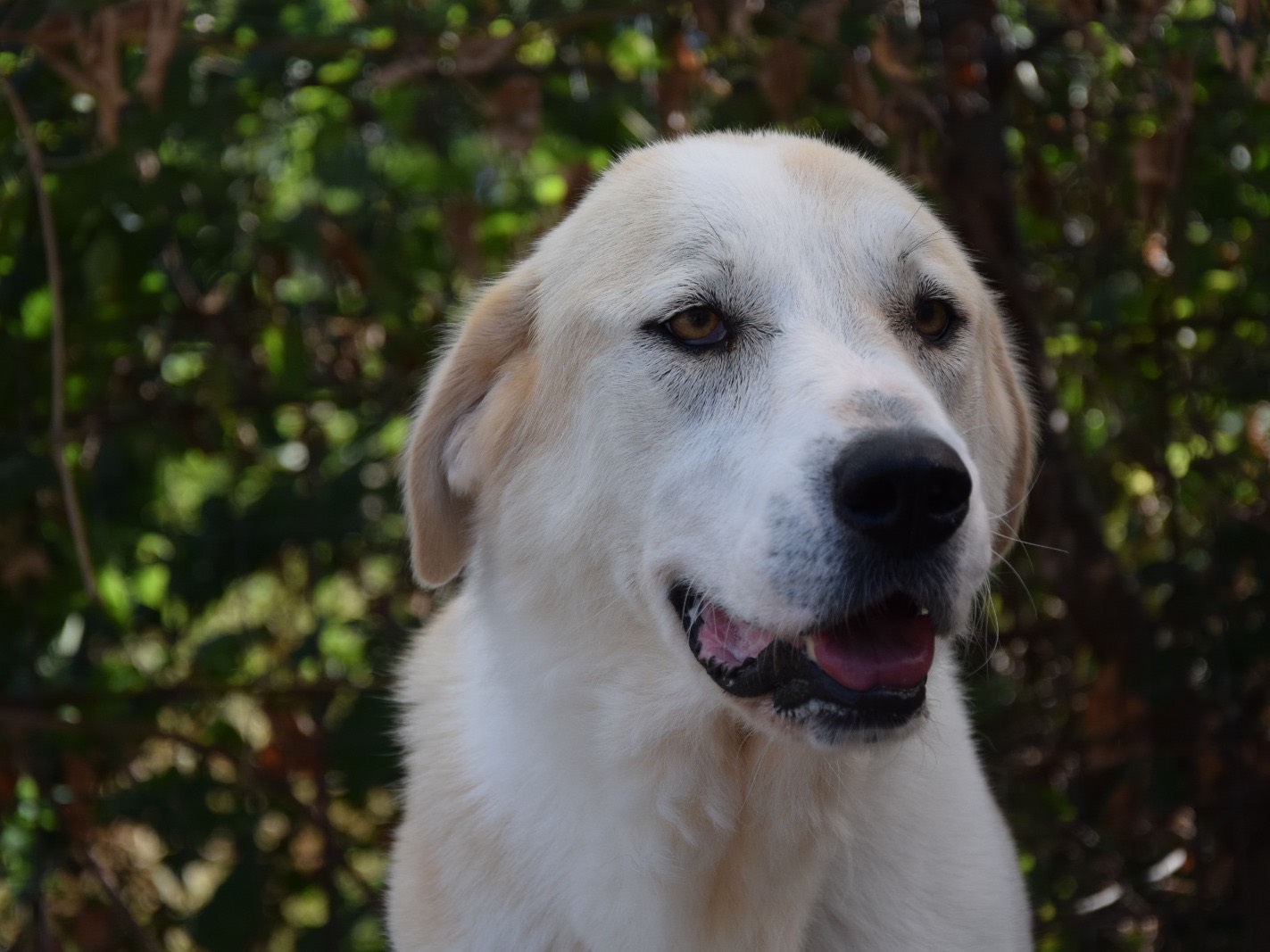 Adotta un cane, taglia media, femmina, Pescara