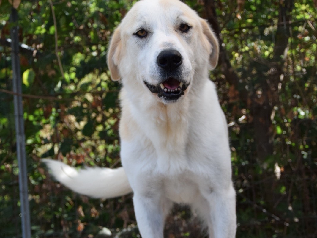 Adotta il cane Sara  a Pescara