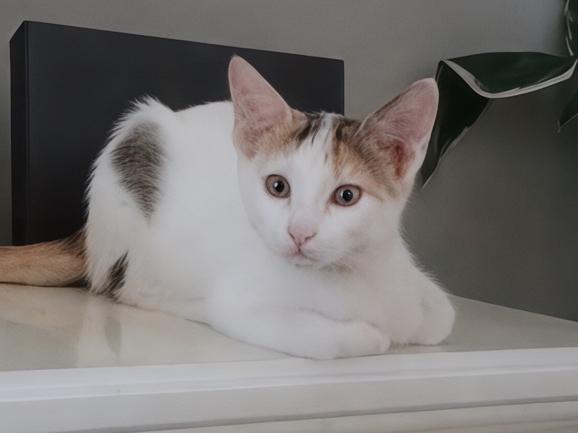 Adozione gatto, femmina, Razza sconosciuta Razza sconosciuta, 3 mesi, taglia non valida, Milano