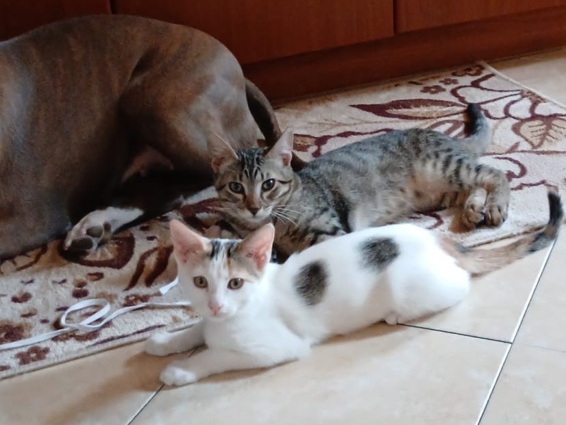 Adotta un gatto, femmina, 3 mesi, Milano