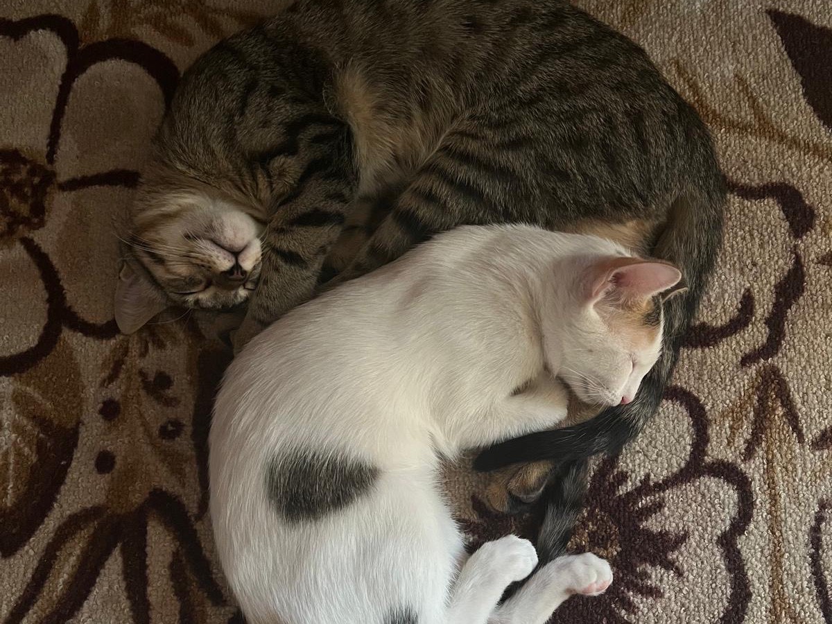 Adotta un gatto, taglia non valida, femmina, Milano