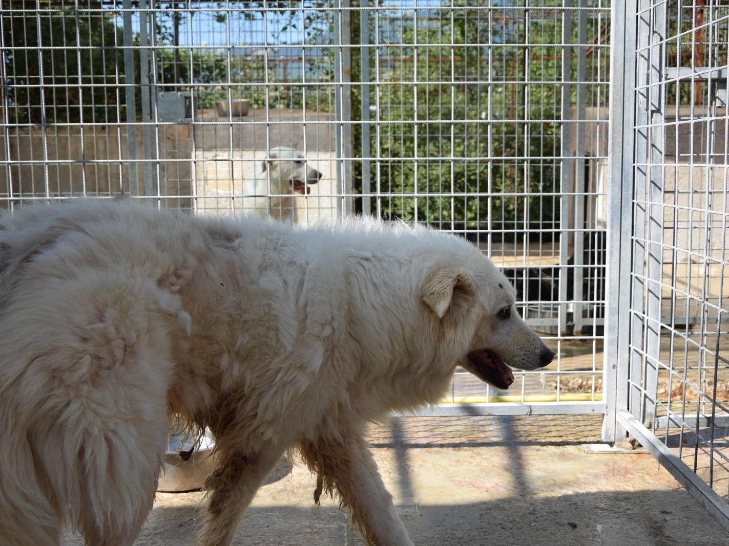 Foto 3 dell'animale