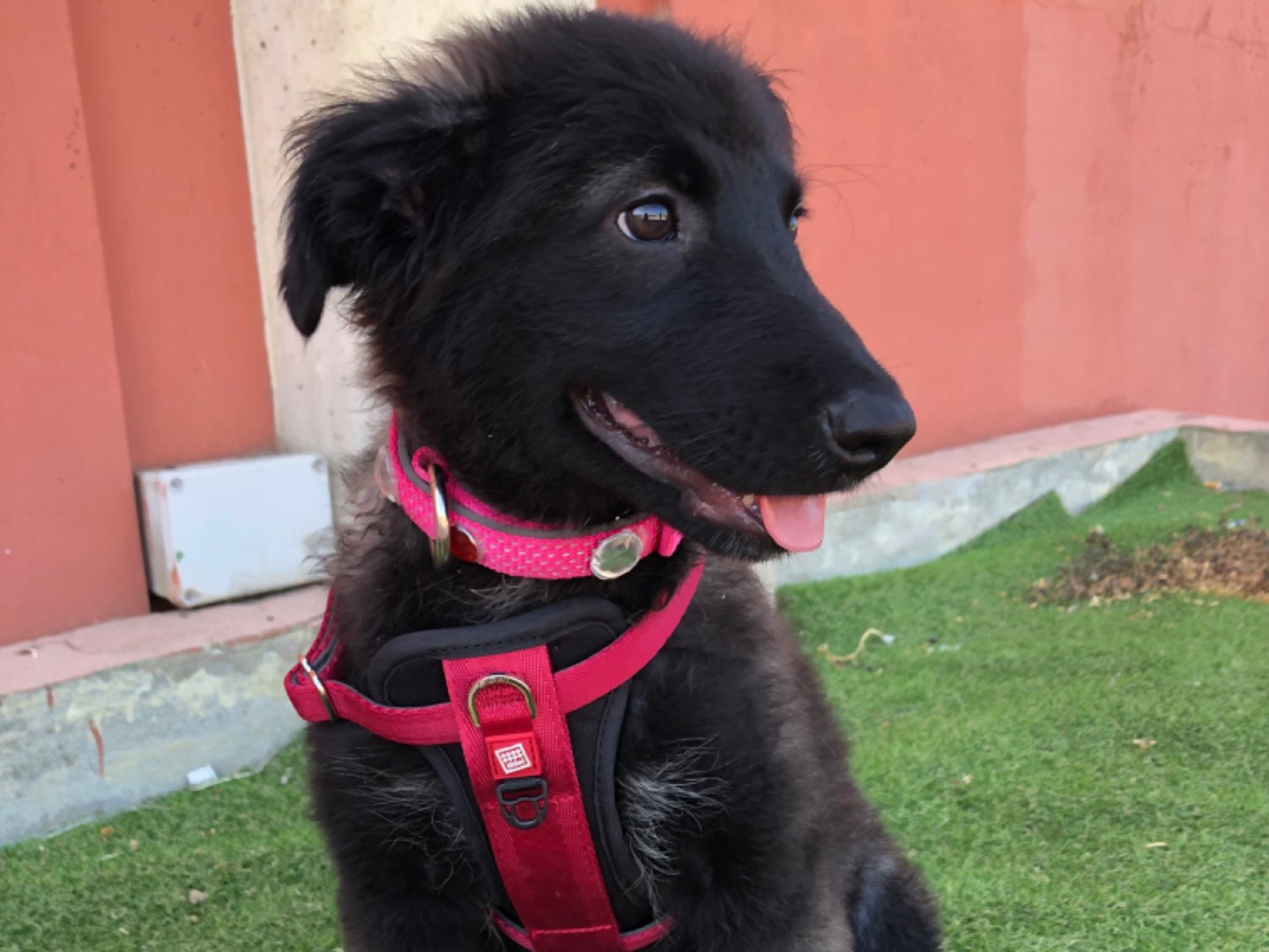 Adozione cane, femmina, Razza sconosciuta Razza sconosciuta, 3 mesi, taglia media, Sud