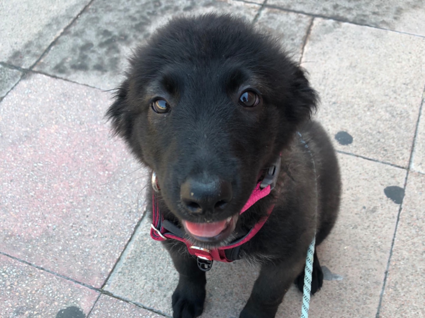 Adotta un cane, femmina, 3 mesi, Sud