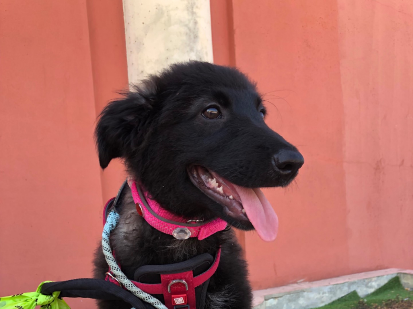 Adotta un cane, taglia media, femmina, Sud