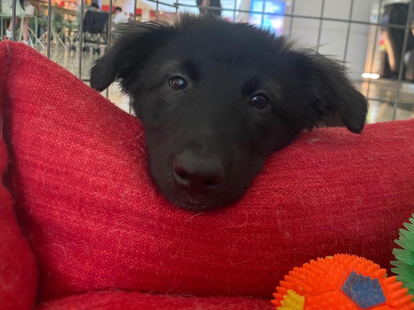 Vuoi adottare un cane a Sud?
