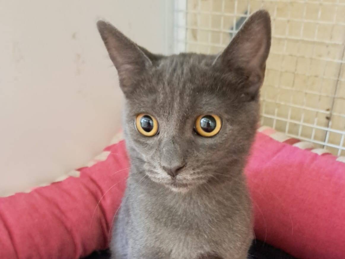 Adozione gatto, femmina, Razza sconosciuta Razza sconosciuta, 3 settimane, taglia non valida, Milano