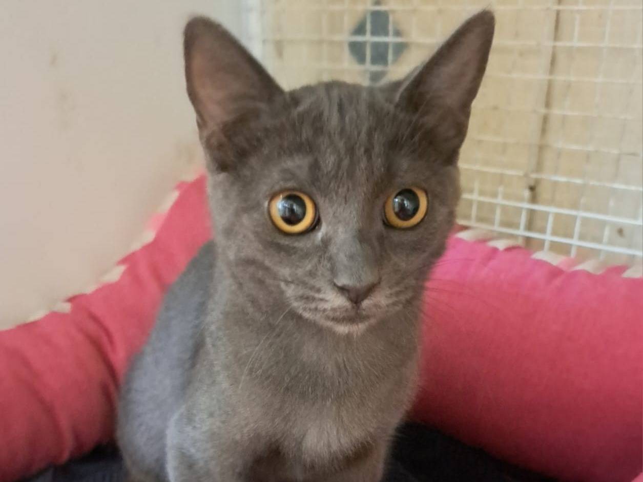 Adotta un gatto, femmina, 3 settimane, Milano