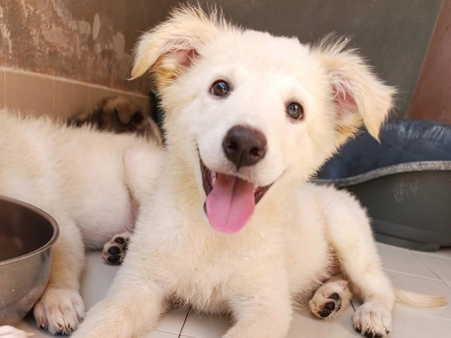 Adozione cane, femmina, Razza sconosciuta Razza sconosciuta, 3 mesi, taglia media, Sud