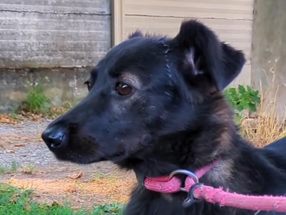 Adozione cane, femmina, Razza sconosciuta Razza sconosciuta, 2 anni e 4 mesi, taglia media contenuta, Brescia