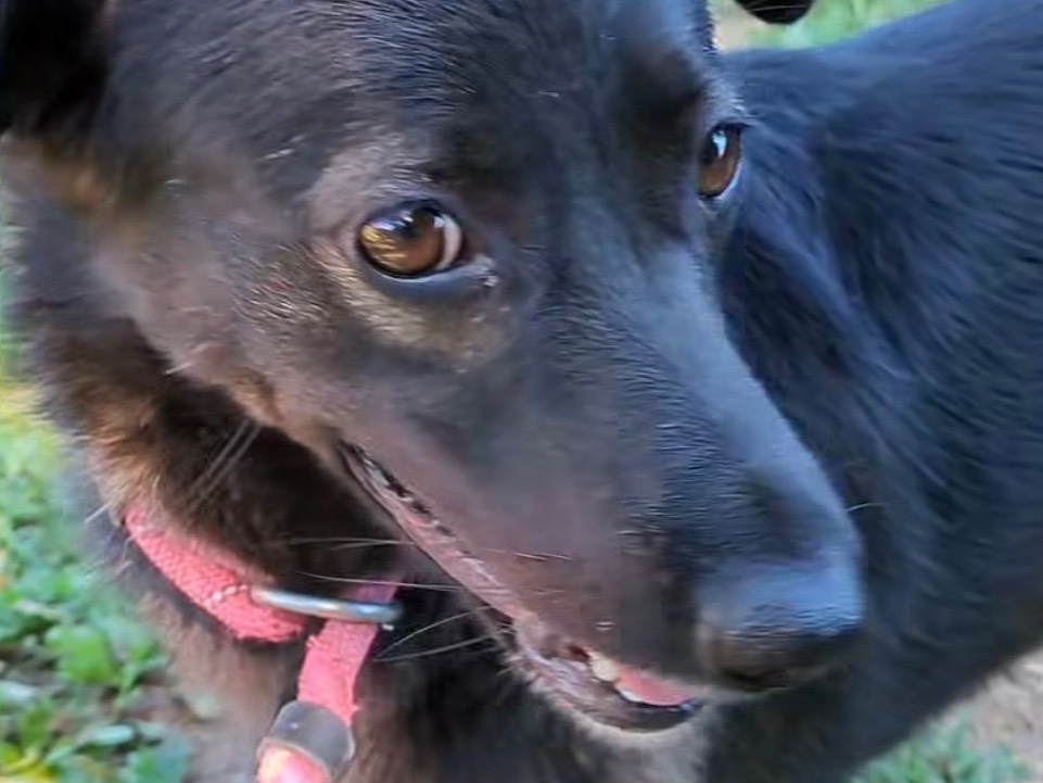 Adotta un cane, femmina, 2 anni e 4 mesi, Brescia
