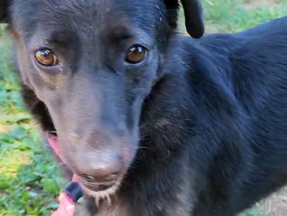 Adotta un cane, taglia media contenuta, femmina, Brescia