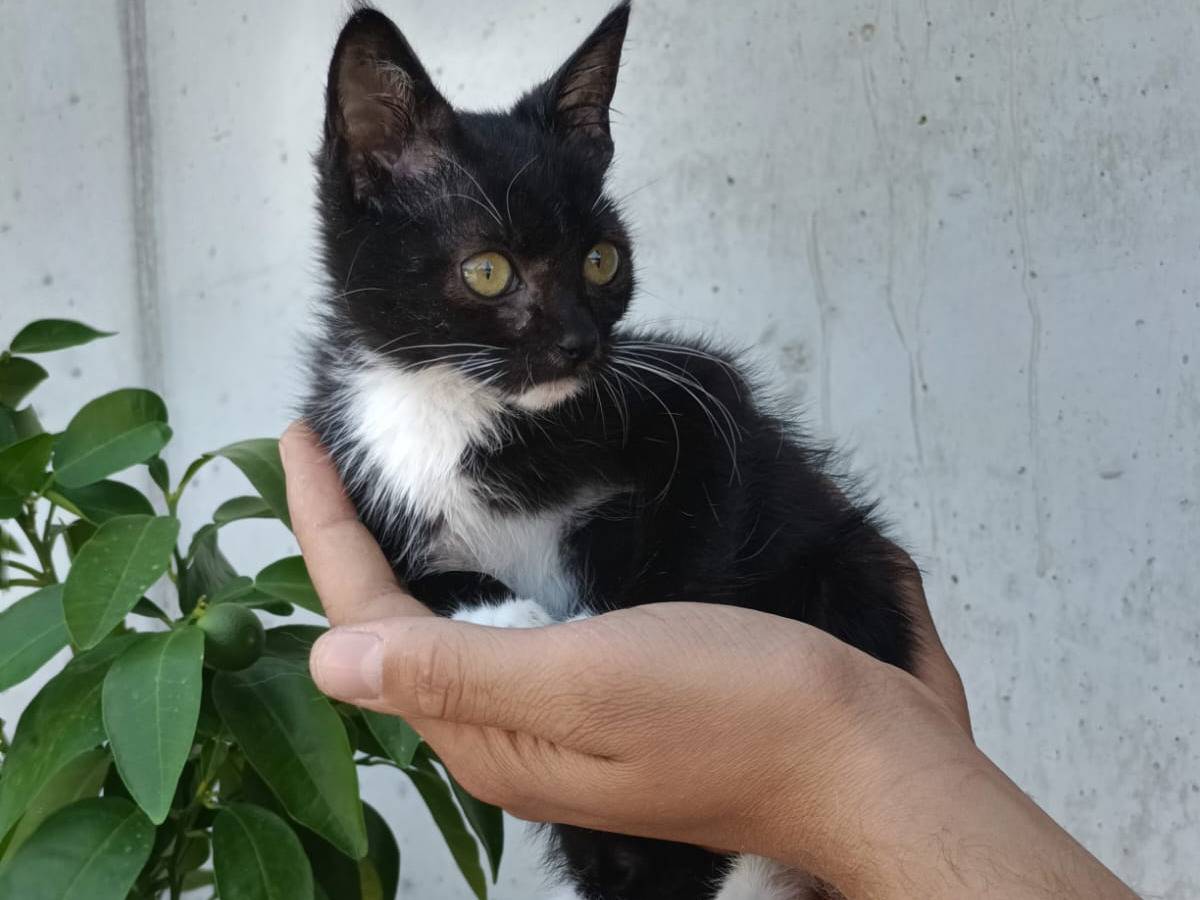 Adozione gatto, maschio, Razza sconosciuta Razza sconosciuta, 1 mesi, taglia non valida, Perugia