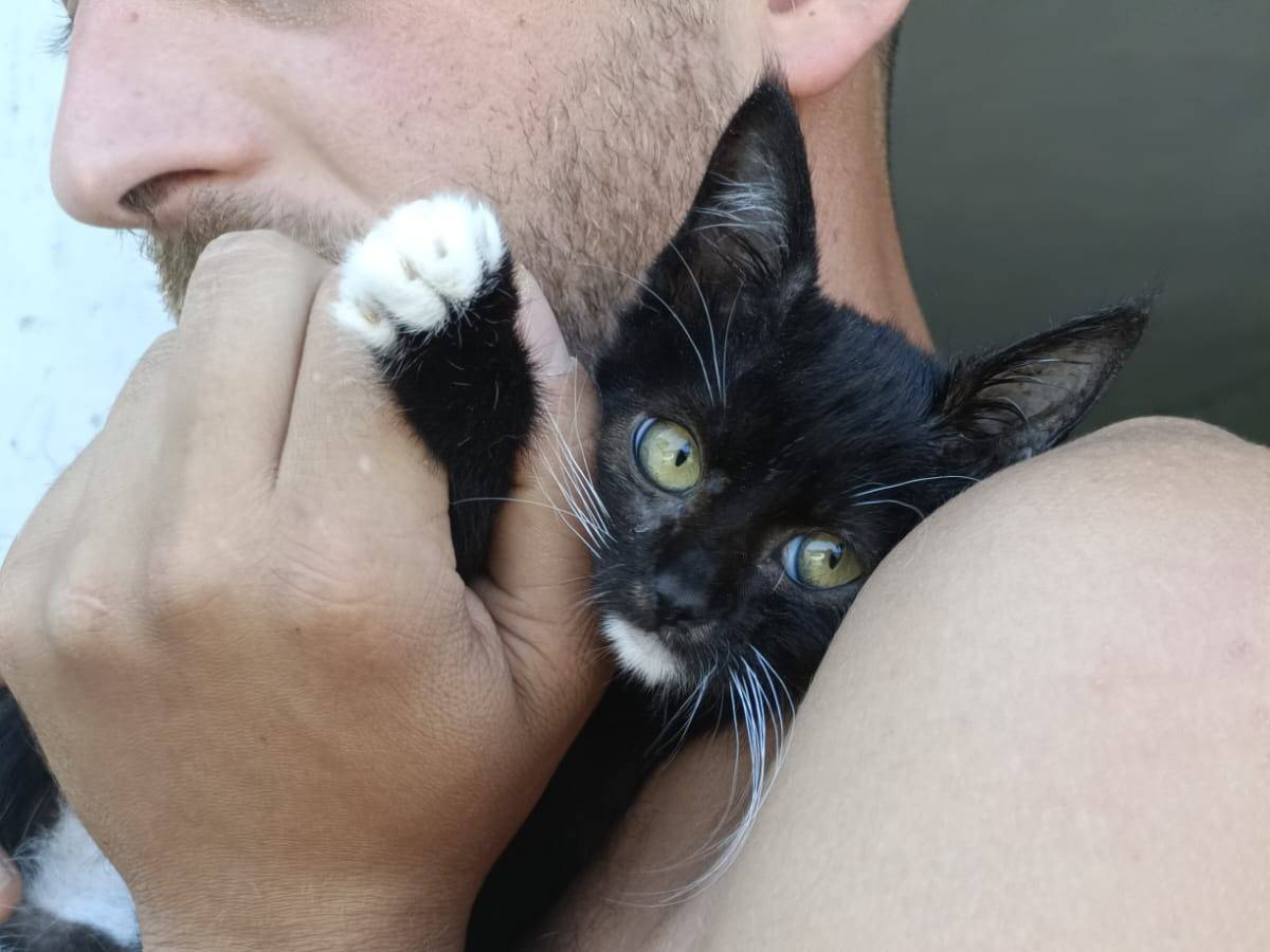 Adotta un gatto, maschio, 1 mesi, Perugia