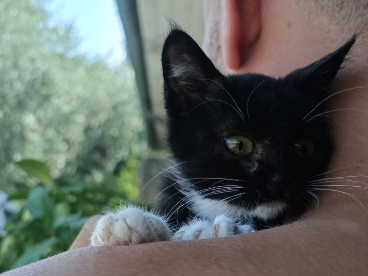 Adotta un gatto, taglia non valida, maschio, Perugia