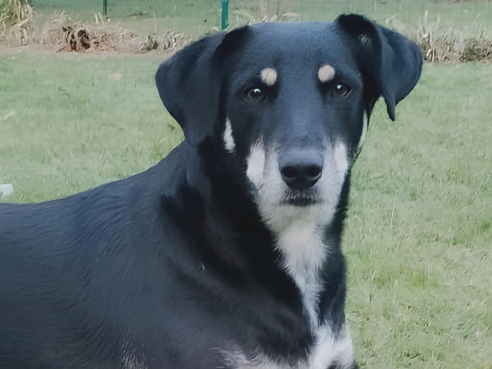 Adozione cane, maschio, Razza sconosciuta Razza sconosciuta, 3 anni e 1 mese, taglia media, Parma