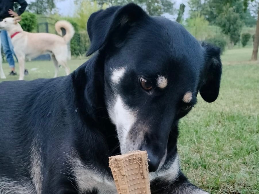 Adotta un cane, maschio, 3 anni e 1 mese, Parma