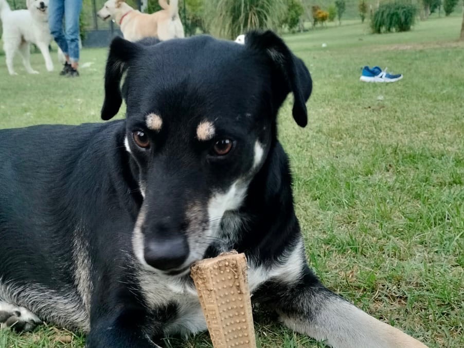 Adotta un cane, taglia media, maschio, Parma