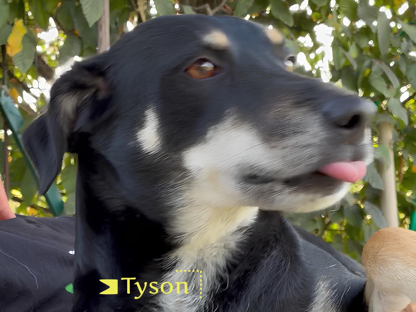 Vuoi adottare un cane a Parma?
