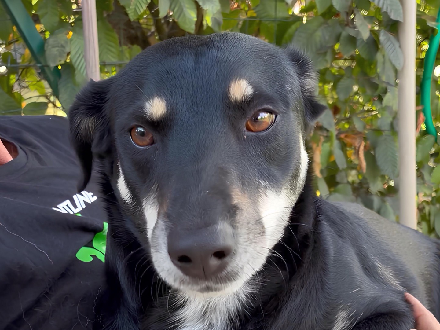 Adotta il cane Tyson a Parma