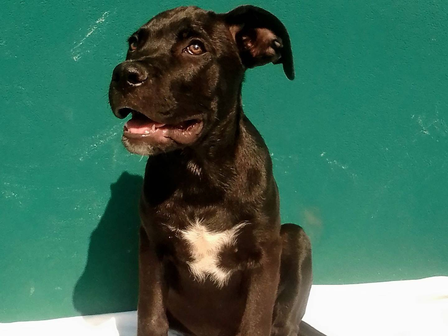 Vuoi adottare un cane a Firenze?