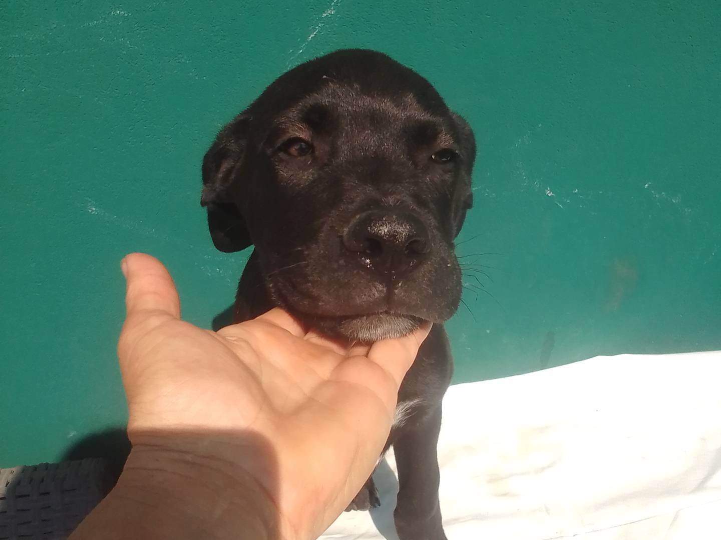 Adotta il cane Danko  a Firenze