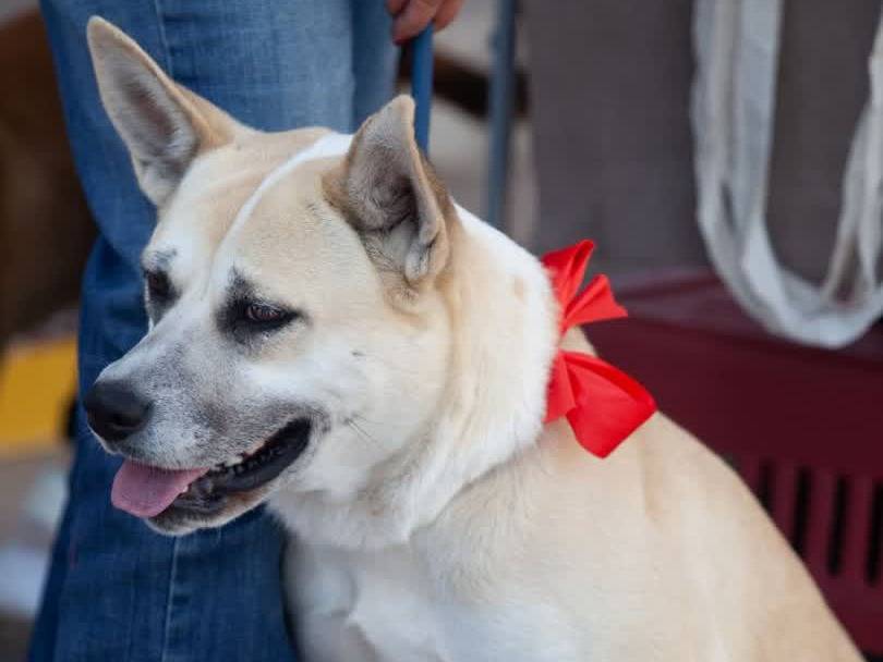 Adozione cane, femmina, Akita Razza sconosciuta, 2 anni e 2 mesi, taglia media, Padova
