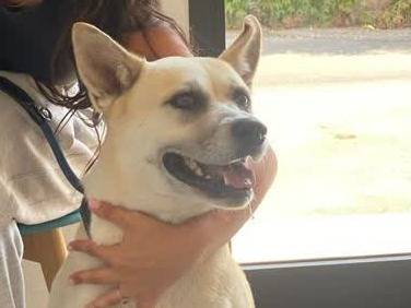 Adotta un cane, femmina, 2 anni e 2 mesi, Padova