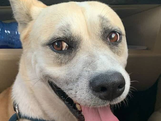 Adotta un cane, taglia media, femmina, Padova