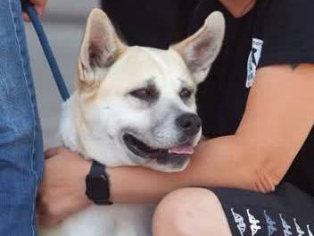Vuoi adottare un cane a Padova?