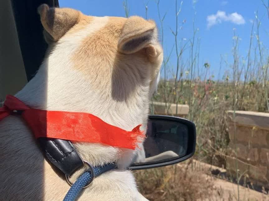 Adotta il cane IOLE a Padova
