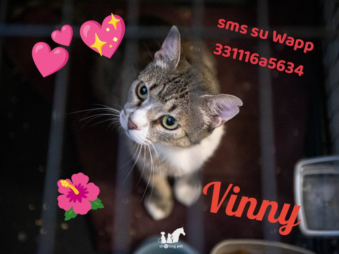 Adozione gatto, femmina, Razza sconosciuta Razza sconosciuta, 5 anni, taglia non valida, Milano