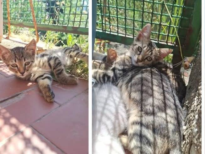 Adozione gatto, maschio, Razza sconosciuta Razza sconosciuta, 3 mesi, taglia non valida, Parma
