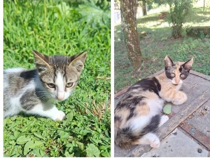 Adotta un gatto, maschio, 3 mesi, Parma