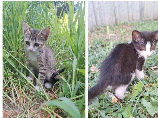 Adotta un gatto, taglia non valida, maschio, Parma
