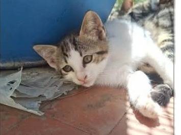 Adotta il gatto Dodici micetti a Parma