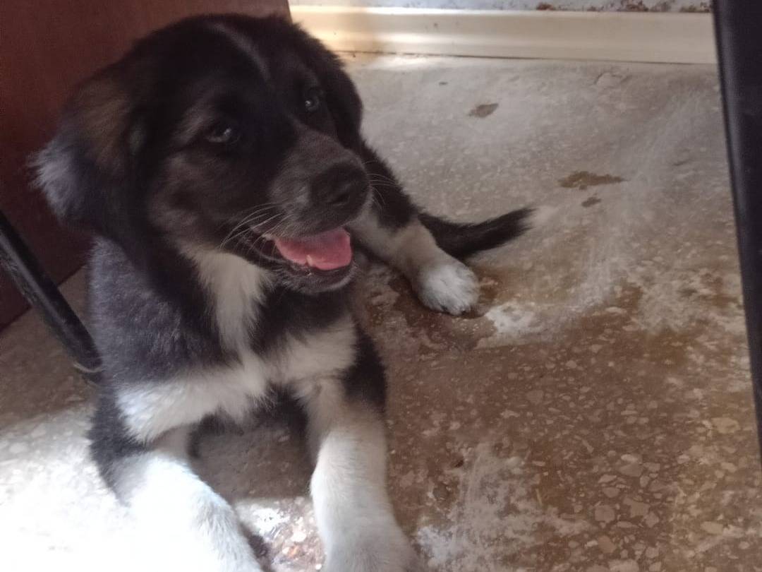 Adozione cane, femmina, Razza sconosciuta Razza sconosciuta, 5 mesi, taglia grande, Ragusa