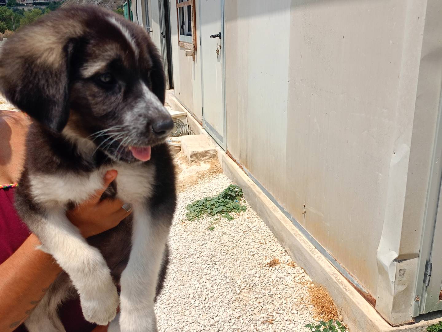 Adotta un cane, femmina, 5 mesi, Ragusa