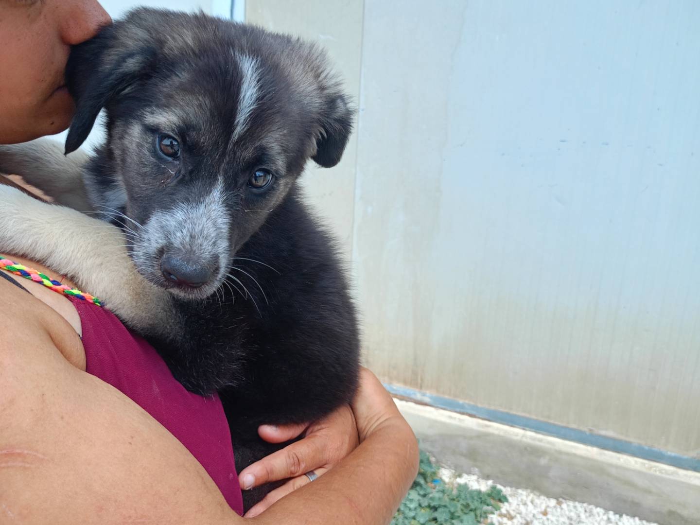 Adotta un cane, taglia grande, femmina, Ragusa