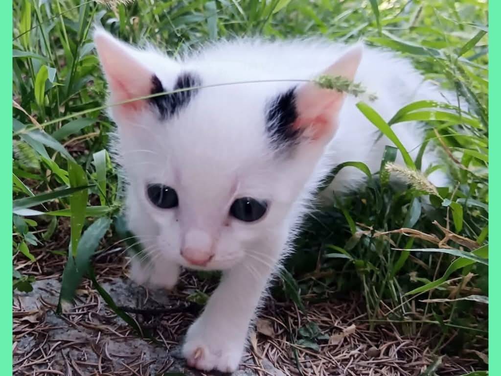 Adozione gatto, maschio, Razza sconosciuta Razza sconosciuta, 2 mesi, taglia non valida, Torino
