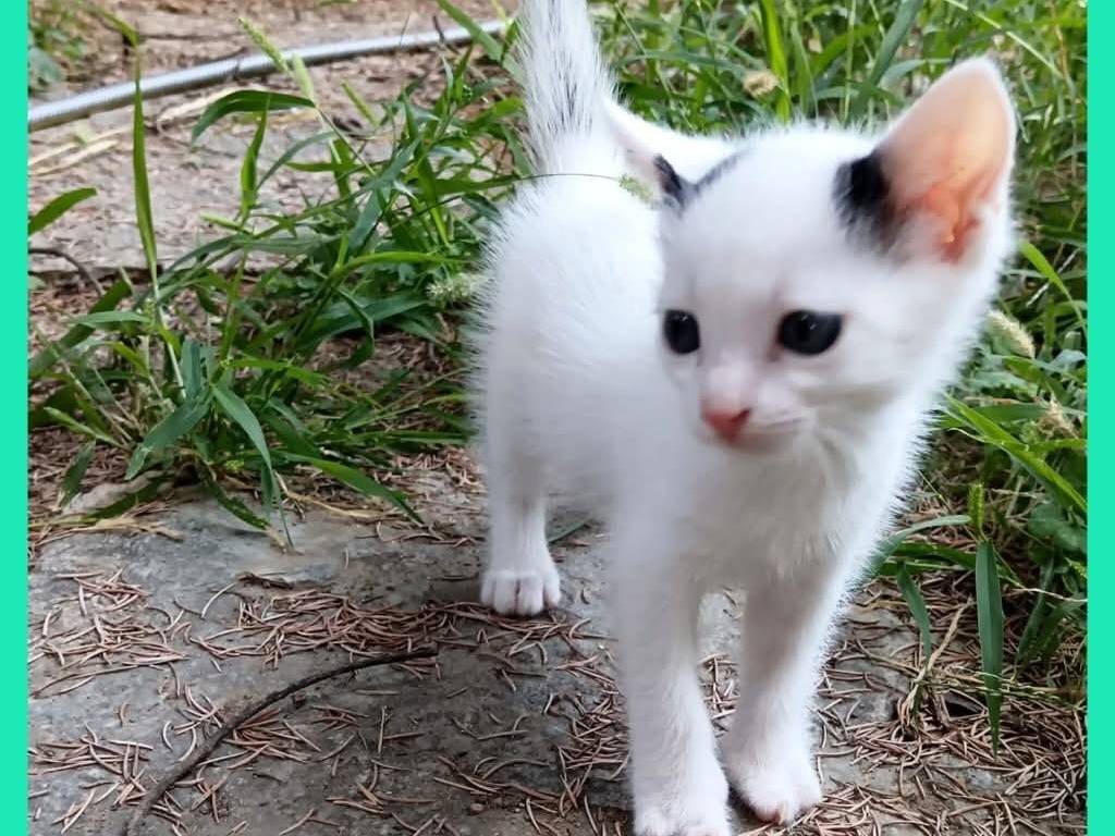 Adotta un gatto, maschio, 2 mesi, Torino