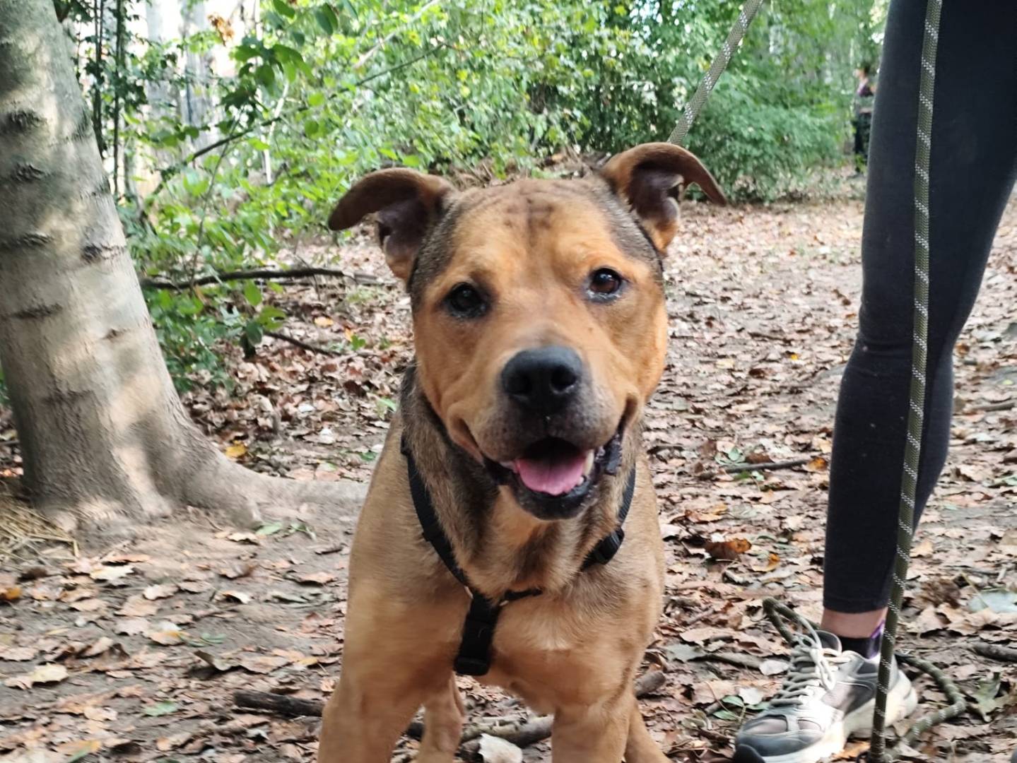 Adozione cane, maschio, Pitbull Razza sconosciuta, 12 anni e 2 mesi, taglia grande, Bologna