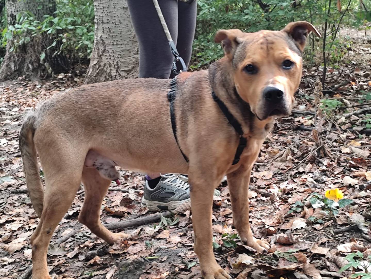 Adotta un cane, maschio, 12 anni e 2 mesi, Bologna